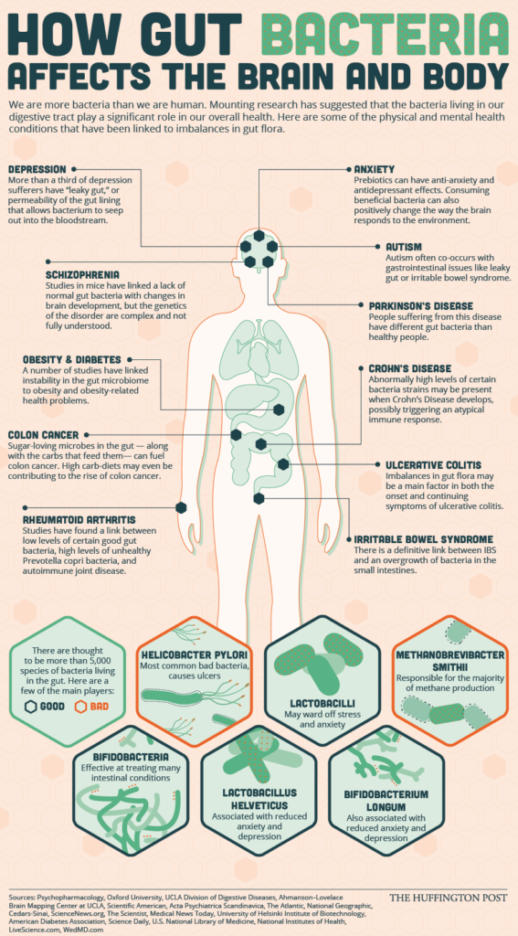 How the Gut Bacteria Affects the Gut and Brain