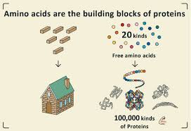 Amino Acids are the Building Blocks of Proteins